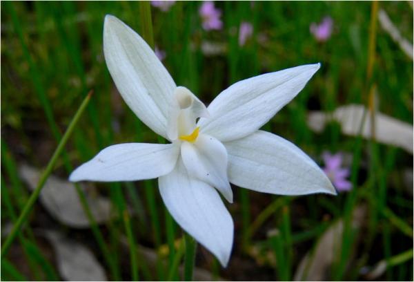Glossodia major - Waxlip Orchid (White).jpg